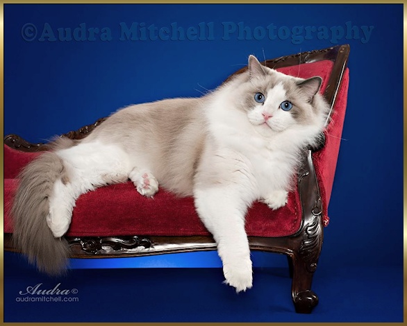 Blue bicolor Ragdoll cat, Oliver