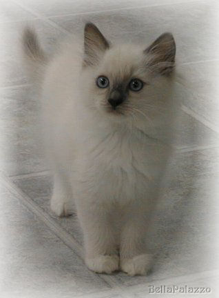 Ragdoll kitten blue mitted female