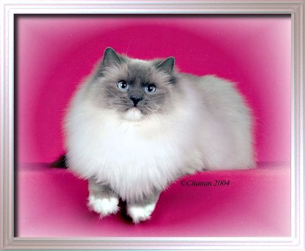 BellaPalazzo Destiny Blue point mitted female Ragdoll Cat