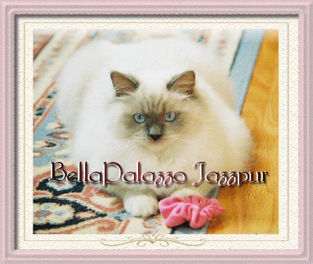 Blue point mitted Ragdoll Cat
