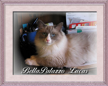 Lucas, a blue point mitted with a blaze