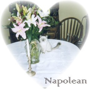 Blue Point Mitted Ragdoll Kitten
