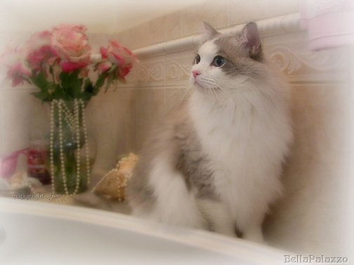 Ragdoll Cat blue lynx point bicolor 