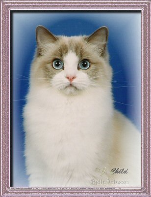 BellaPalazzo Emalie, a blue point bicolor Ragdoll cat