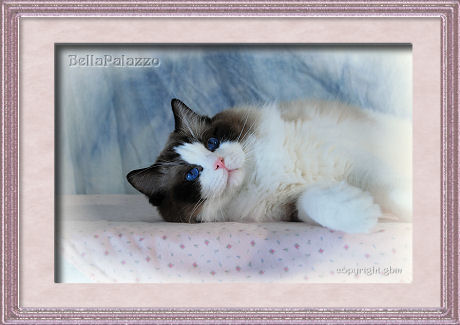 RW SGC BellaPalazzo Eyan, Seal Point Bicolor Ragdoll Cat