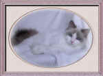 Villaroyal Haidyn of BellaPalazzo, blue point bicolor Ragdoll