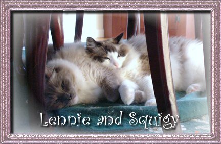 Ragdoll cats, Blue point mitted and Seal Point bicolor