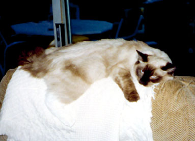 Seal Point Mitted Ragdoll Cat