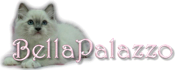Welcome to BellaPalazzo Ragdoll Cats and Ragdoll Kittens in Connecticut